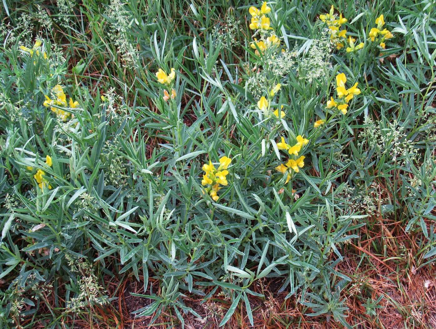 Изображение особи Thermopsis mongolica.