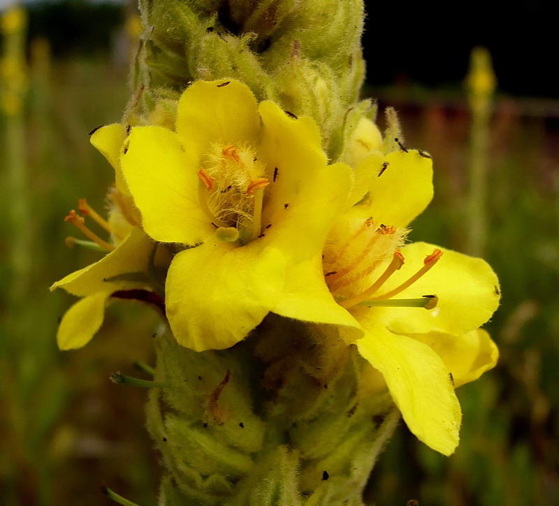 Изображение особи Verbascum thapsus.