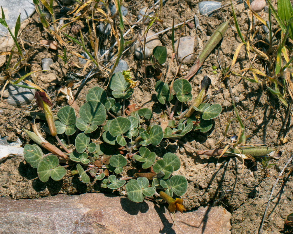 Image of Chesneya ternata specimen.