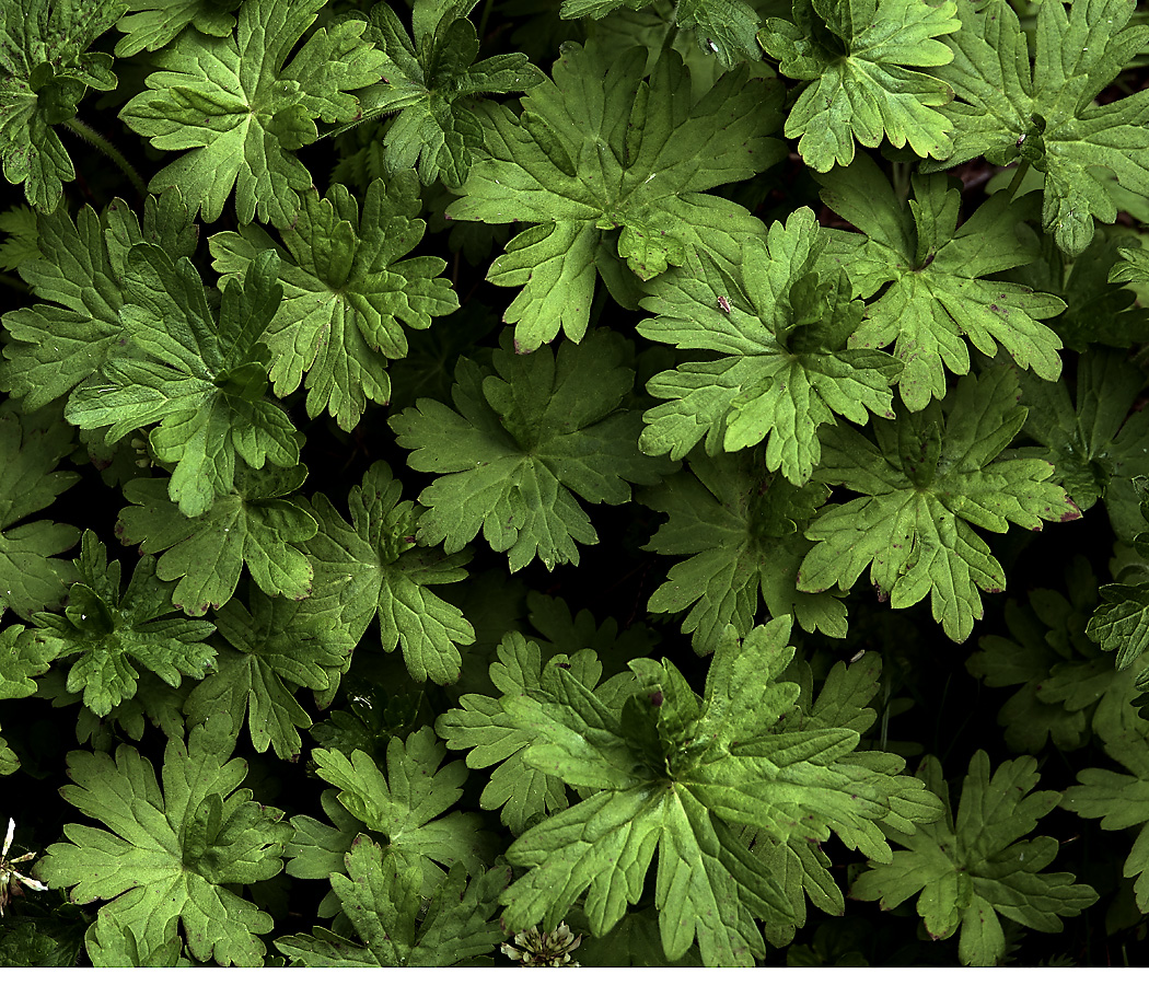 Image of Geranium palustre specimen.