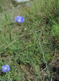 Linum nervosum. Верхушка цветущего и плодоносящего растения. Кабардино-Балкария, Эльбрусский р-н, окр. г. Тырныауз, долина р. Кумыксу, ок. 1500 м н.у.м., луг на склоне. 04.07.2019.
