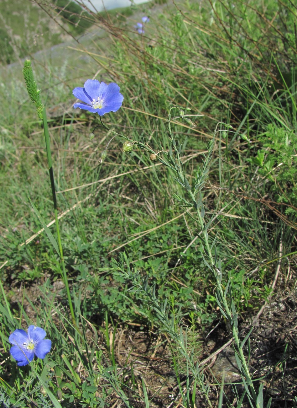 Изображение особи Linum nervosum.