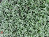 Artemisia glomerata. Плотноподушковидные растения с цельнокрайними, реже тройчатыми стеблевыми листьями. Камчатский край, Елизовский район, природный парк \"Вулканы Камчатки\", Авачинский перевал, 900 м н.у.м., каменисто-шлаковое поле. 10.07.2010.