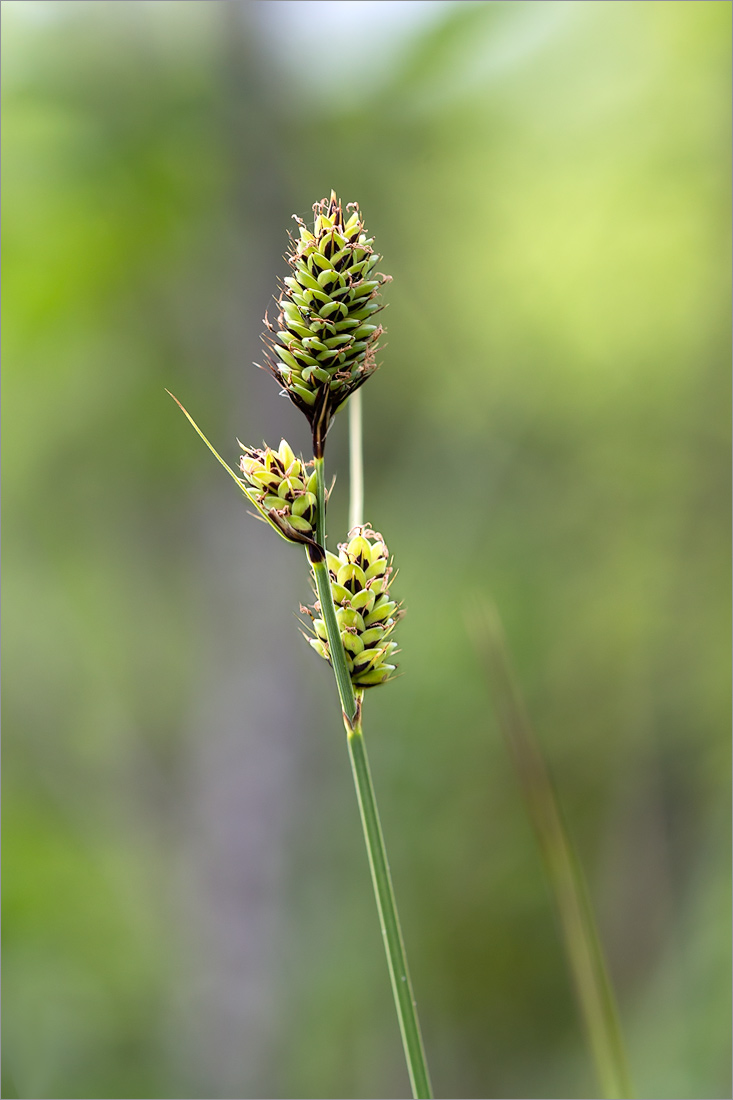 Image of Carex buxbaumii specimen.