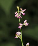 Image of taxon representative. Author is Вера Волкотруб