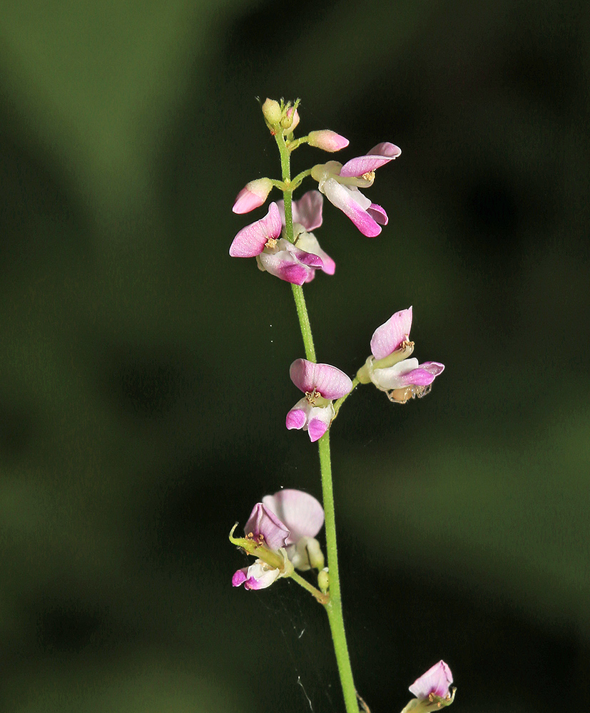 Изображение особи Podocarpium mandshuricum.