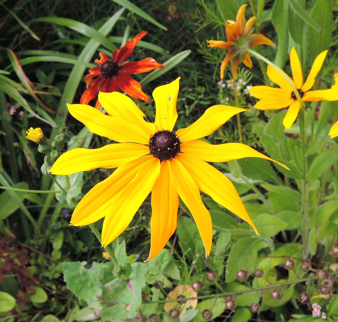 Image of Rudbeckia hirta specimen.