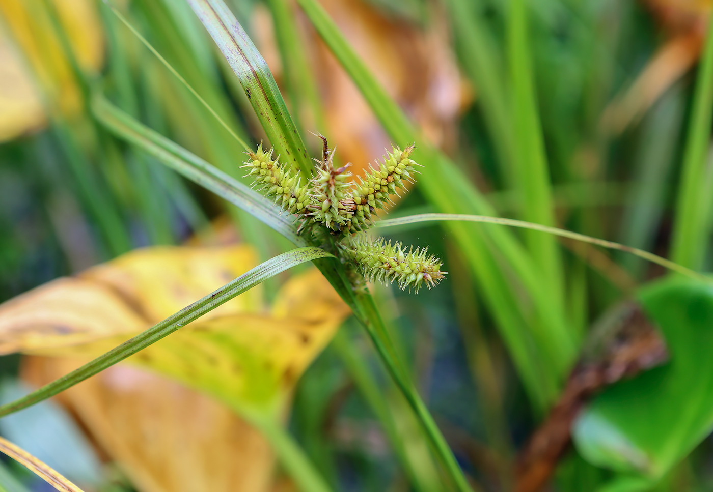 Image of Carex pseudocyperus specimen.