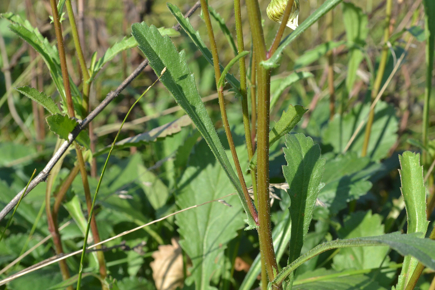Image of Leucanthemum ircutianum specimen.
