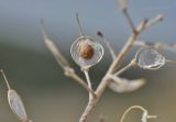 Odontarrhena obtusifolia