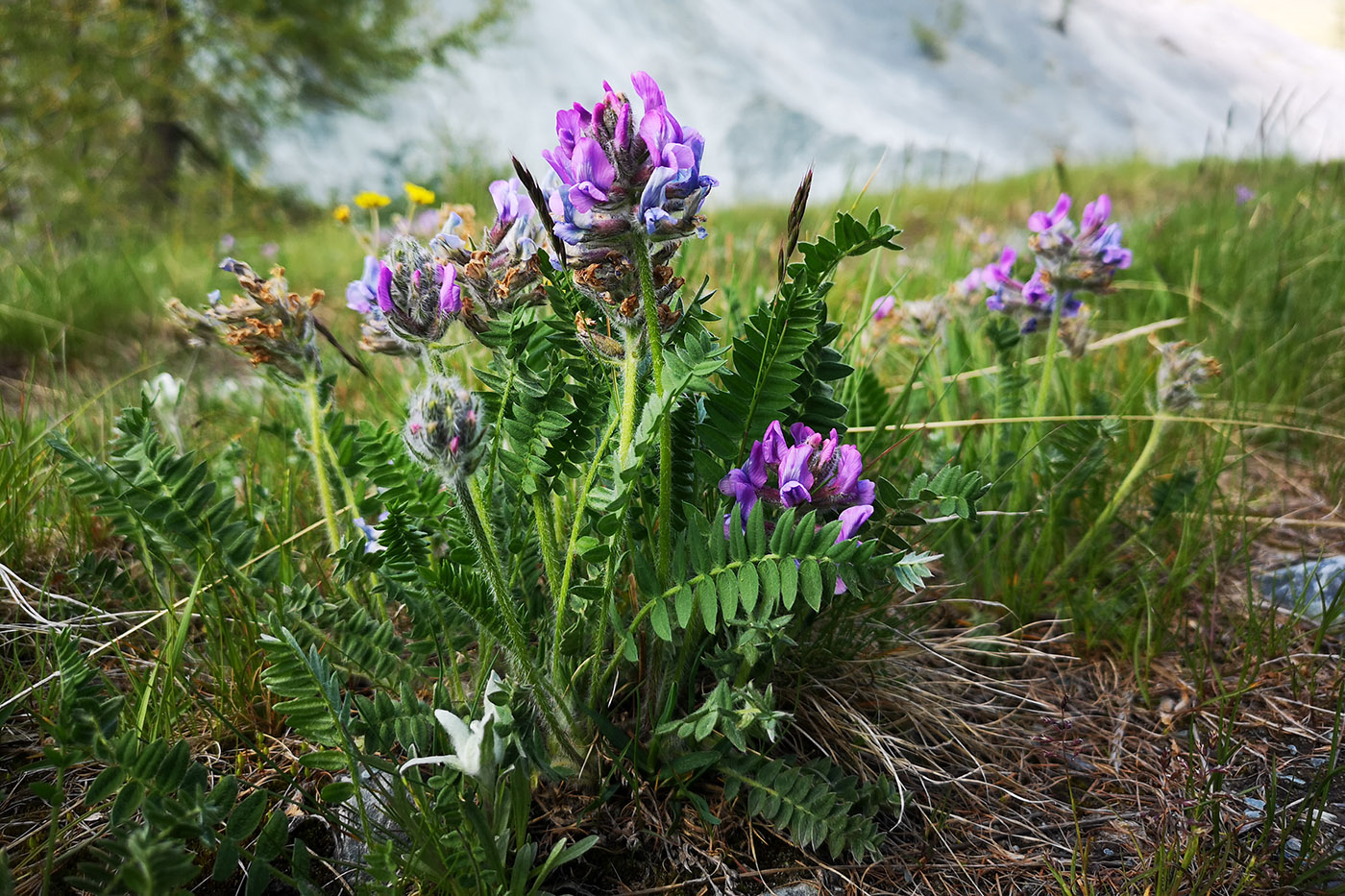 Изображение особи Oxytropis strobilacea.