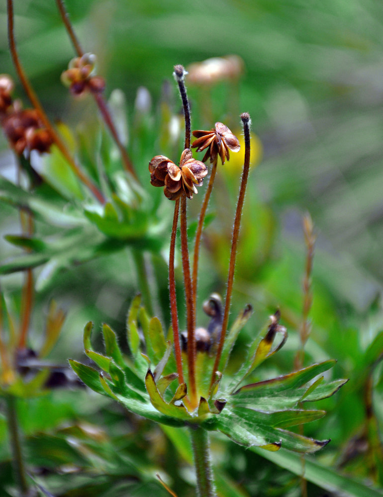 Image of Anemonastrum biarmiense specimen.