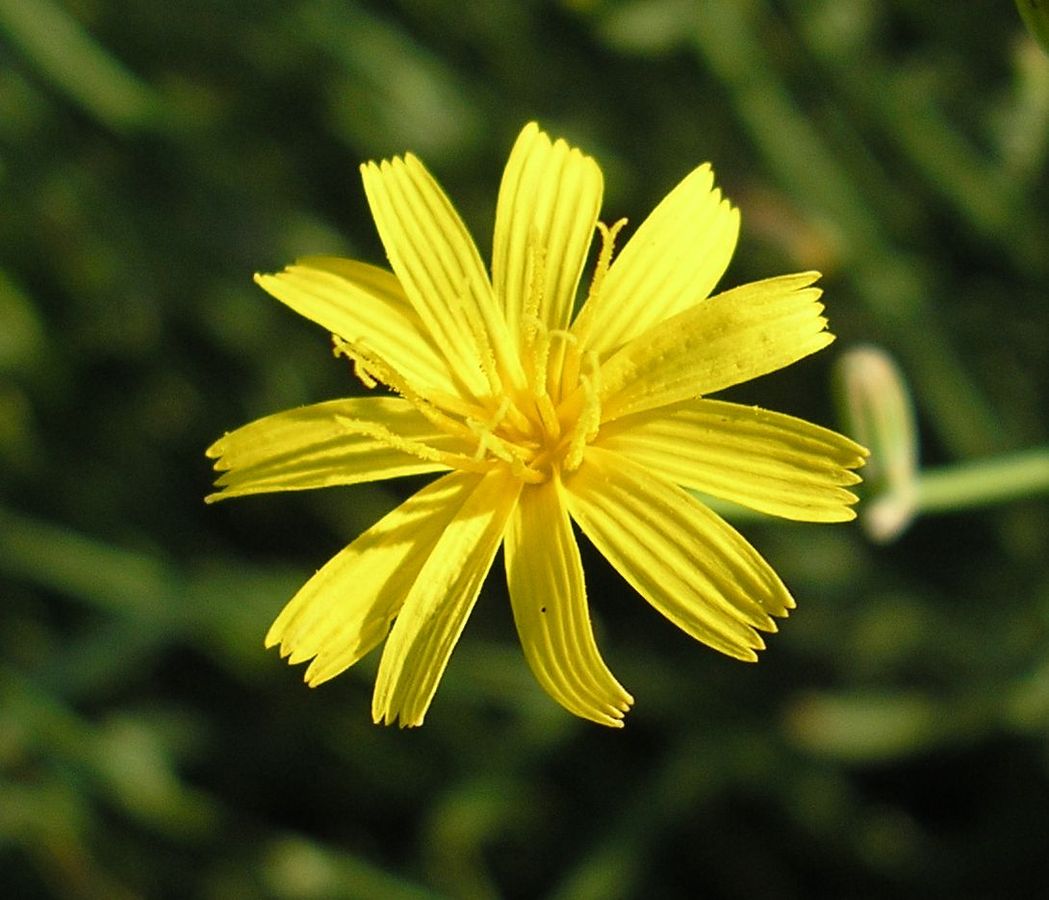 Изображение особи Chondrilla graminea.