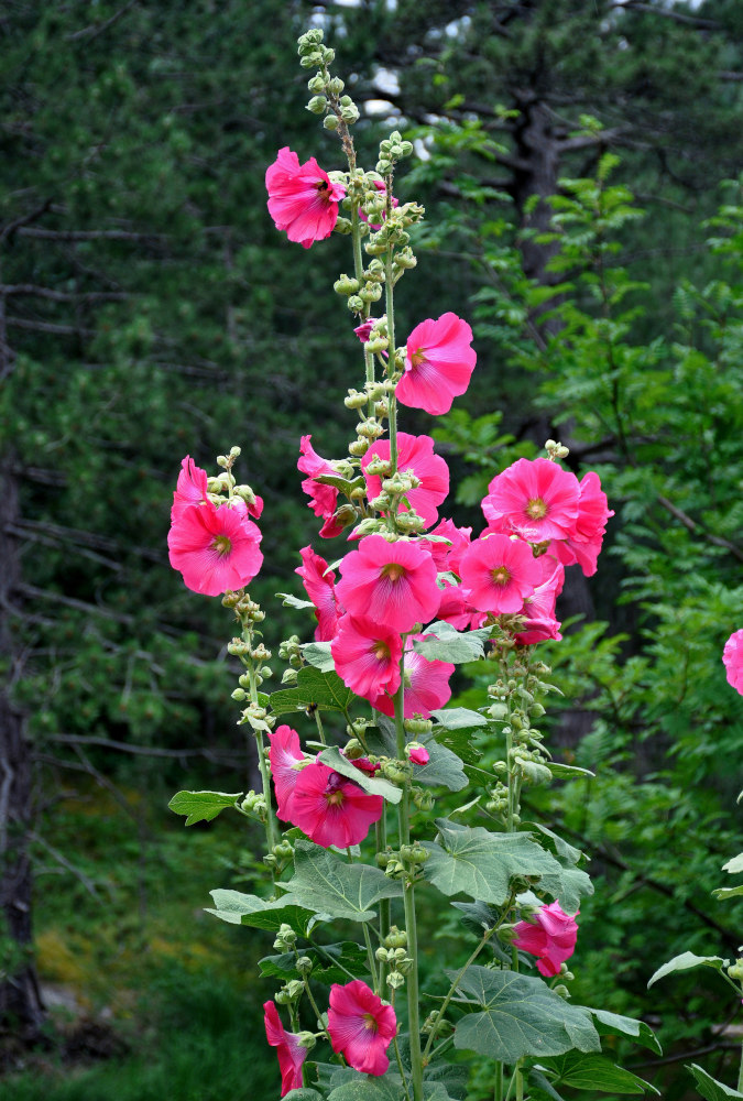 Image of Alcea rosea specimen.