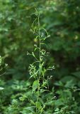 Arabis pendula