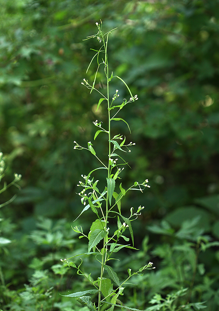 Изображение особи Arabis pendula.