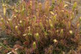 Drosera anglica