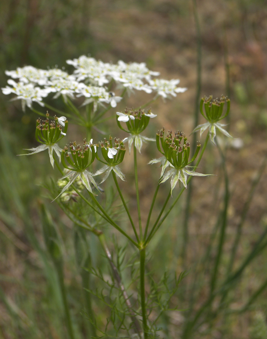 Image of Chaerophyllum crinitum specimen.