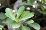 Euonymus japonicus. Верхняя часть побега с плодом. Азербайджан, г. Баку, в городском озеленении. 4 декабря 2019 г.