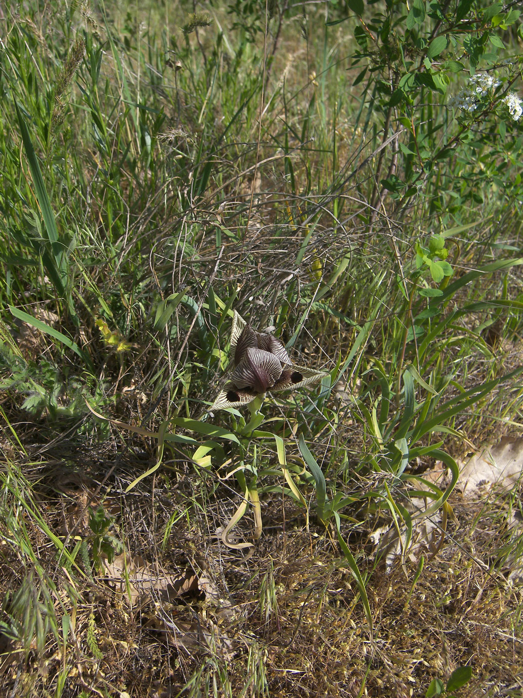 Image of Iris grossheimii specimen.