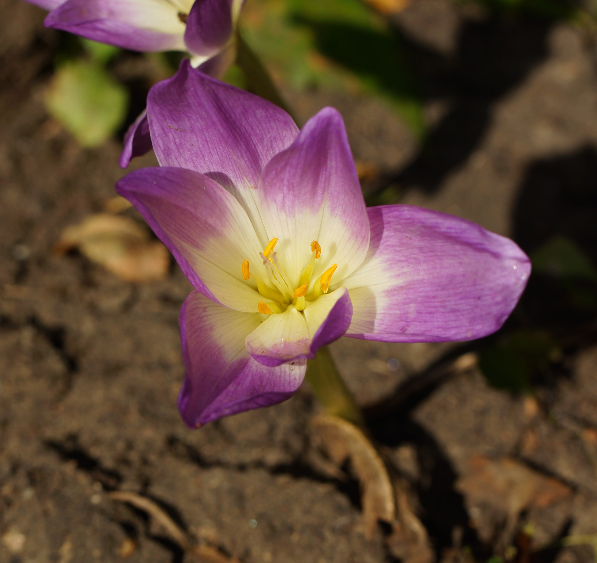 Изображение особи род Colchicum.