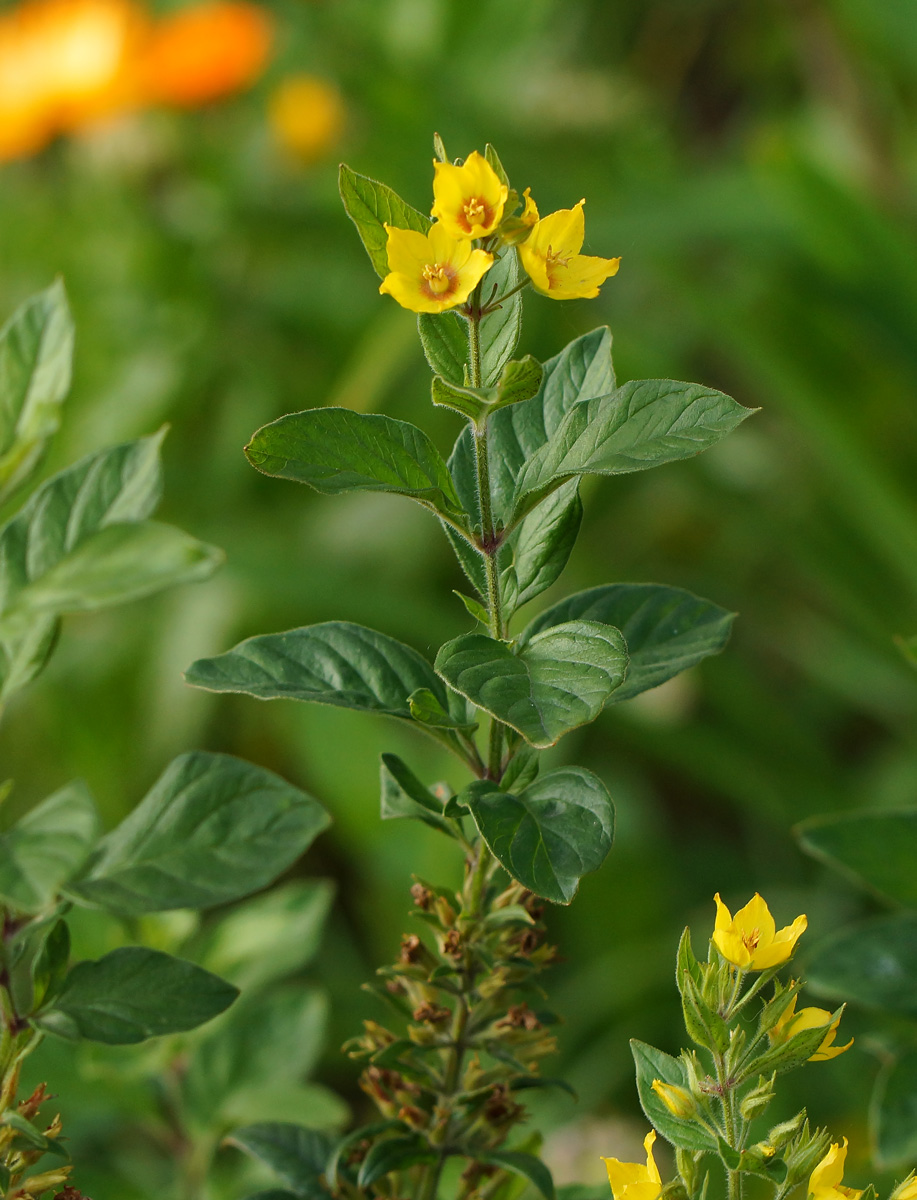 Изображение особи Lysimachia punctata.