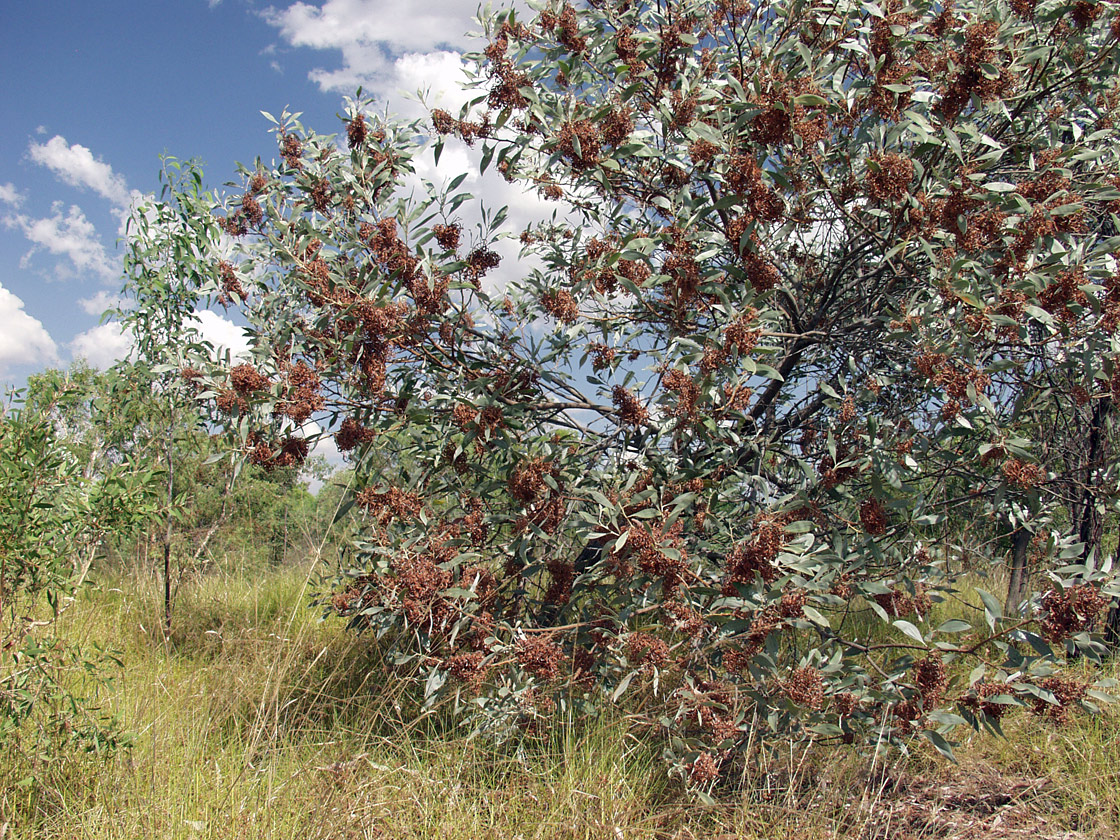 Image of genus Acacia specimen.