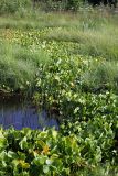 Calla palustris. Заросли вегетирующих растений. Карельский перешеек, окр. Сертолово, небольшое озерцо на просеке газопровода. 20.07.2019.