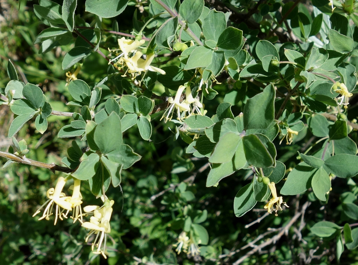 Изображение особи Lonicera microphylla.