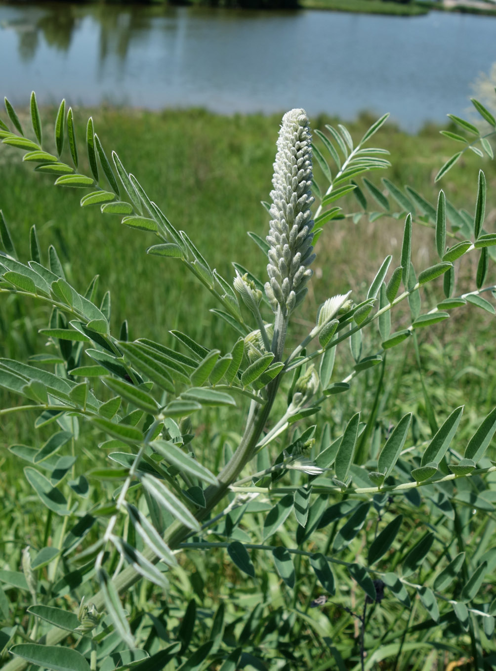 Изображение особи Pseudosophora alopecuroides.