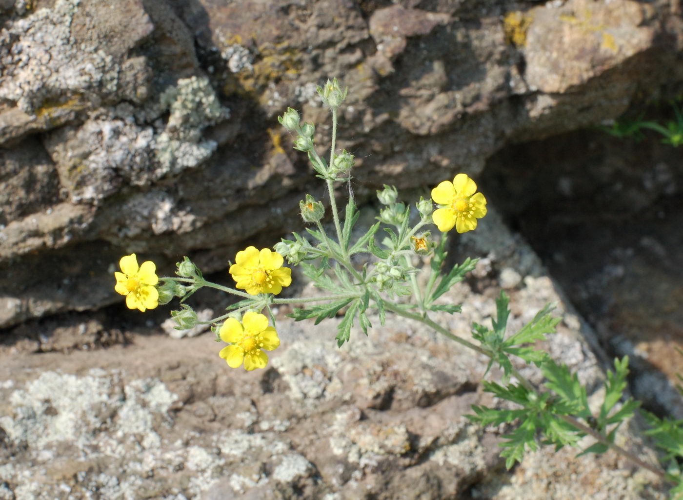 Image of Potentilla argentea specimen.