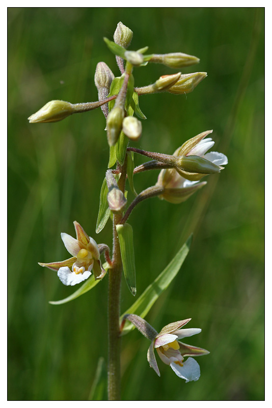 Изображение особи Epipactis palustris.