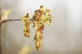 Acer negundo