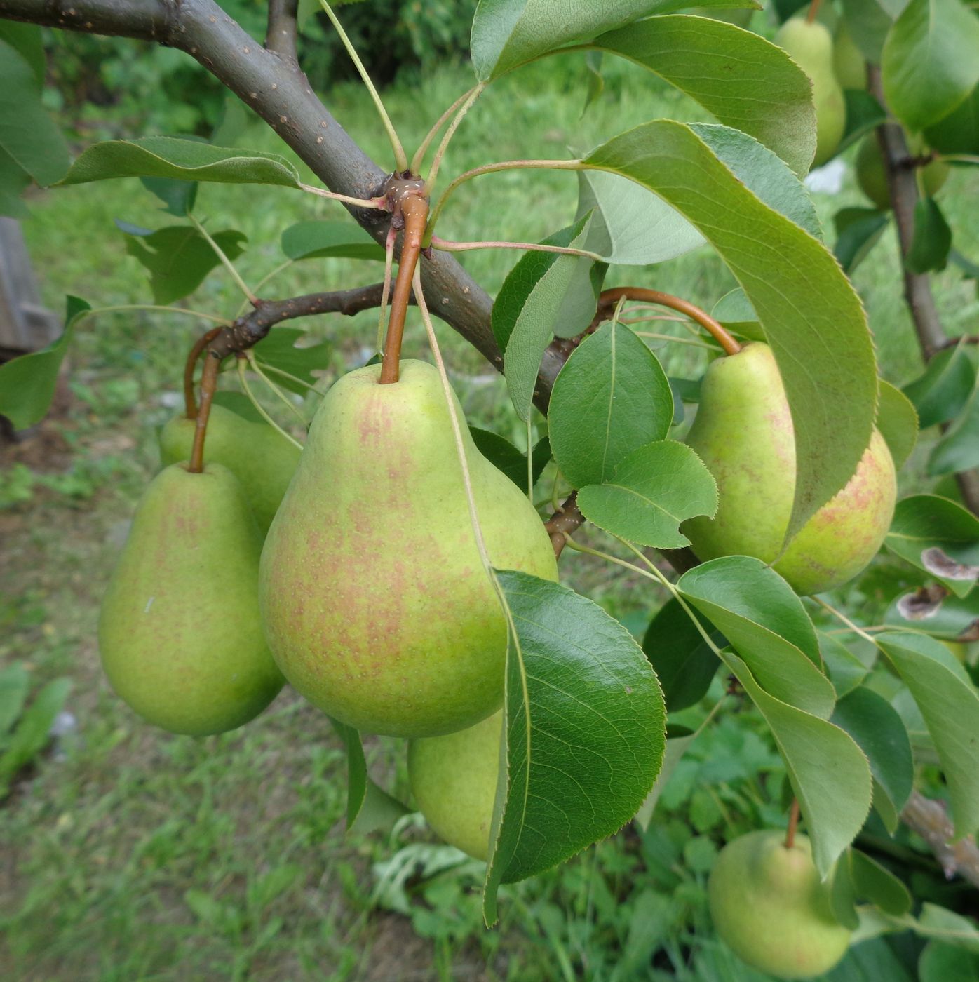 Image of Pyrus communis specimen.