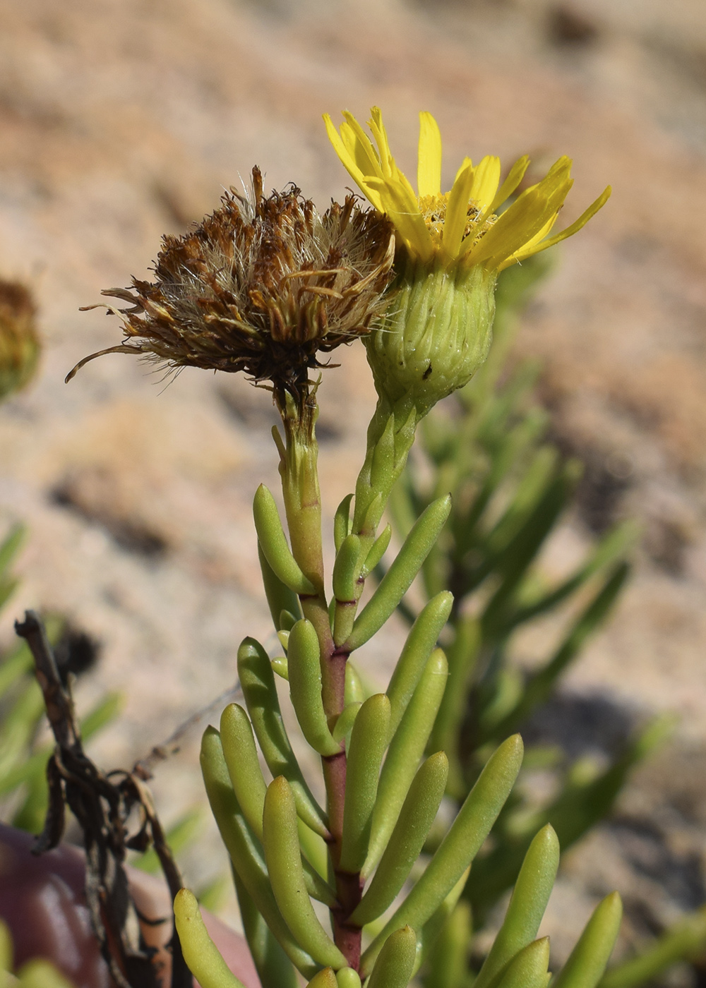 Image of Limbarda crithmoides specimen.
