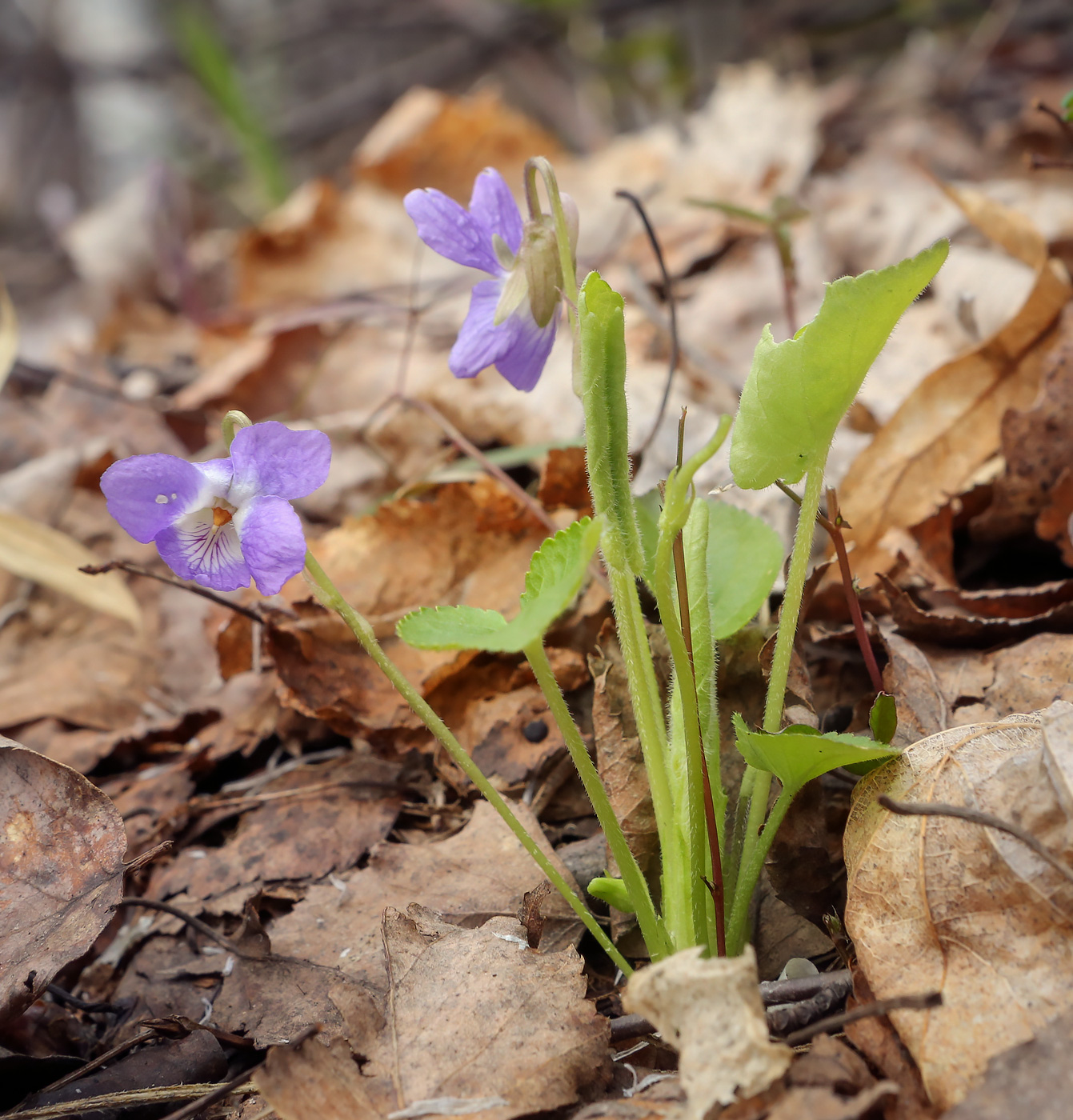 Image of Viola collina specimen.