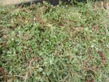 Portulaca oleracea. Извлечённые из субстрата плодоносящие растения. Намибия, регион Erongo, г. Свакопмунд, цветник. 06.03.2020.