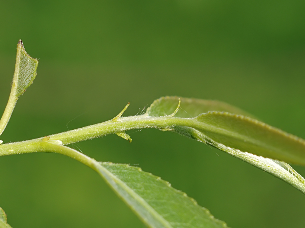 Image of Salix × fragilis specimen.