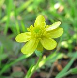 Ranunculus reptans. Цветок с 6 лепестками. Архангельская обл., Вельский р-н, окр. пос. Усть-Шоноша, берег р. Вель. 22 июля 2010 г.