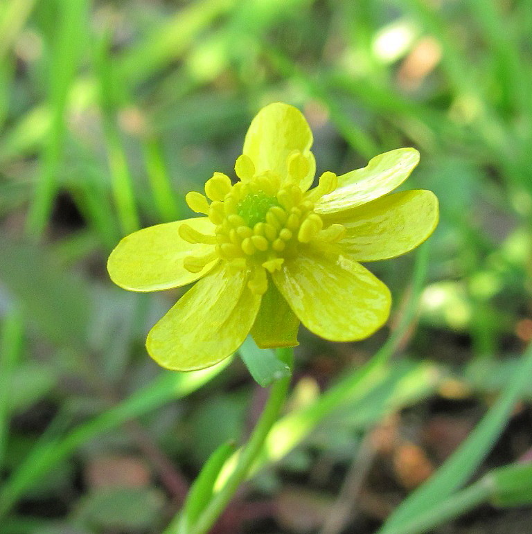 Image of Ranunculus reptans specimen.