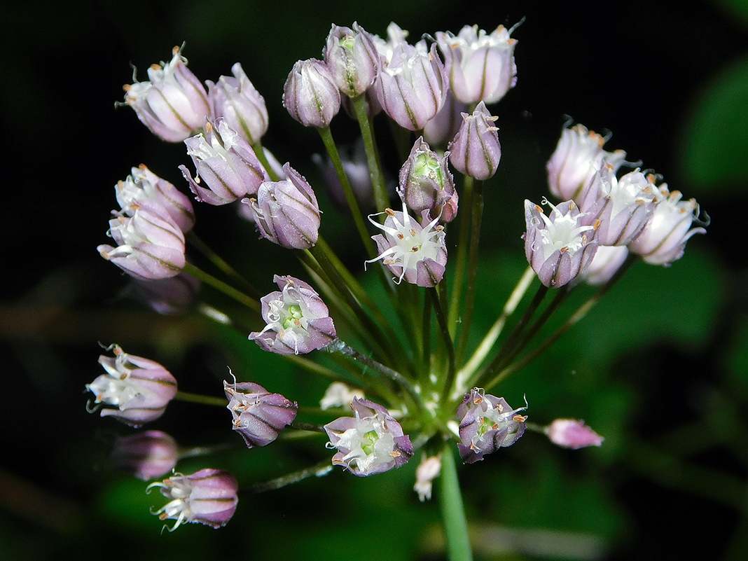 Изображение особи Allium rotundum.