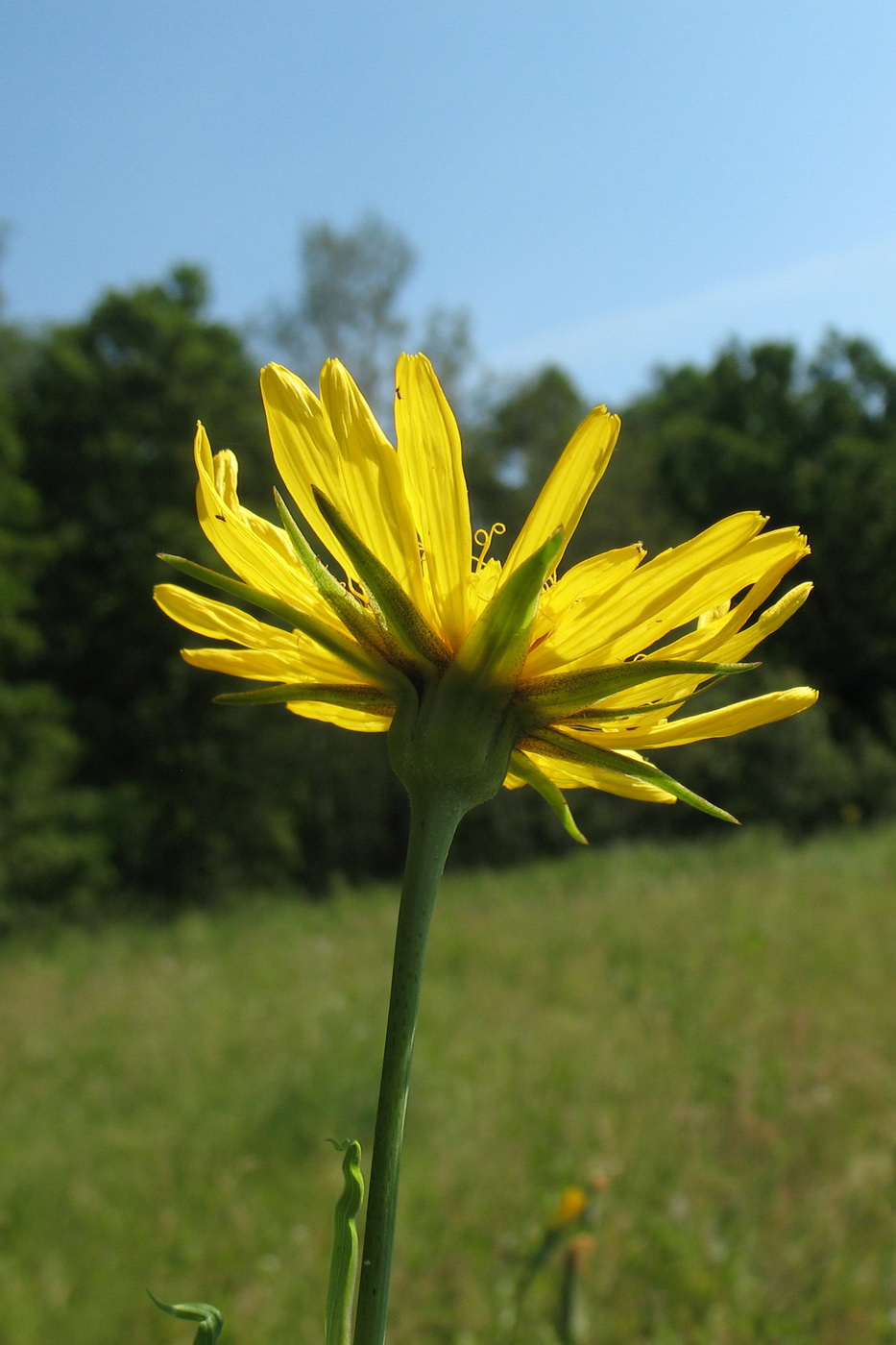 Изображение особи Tragopogon orientalis.