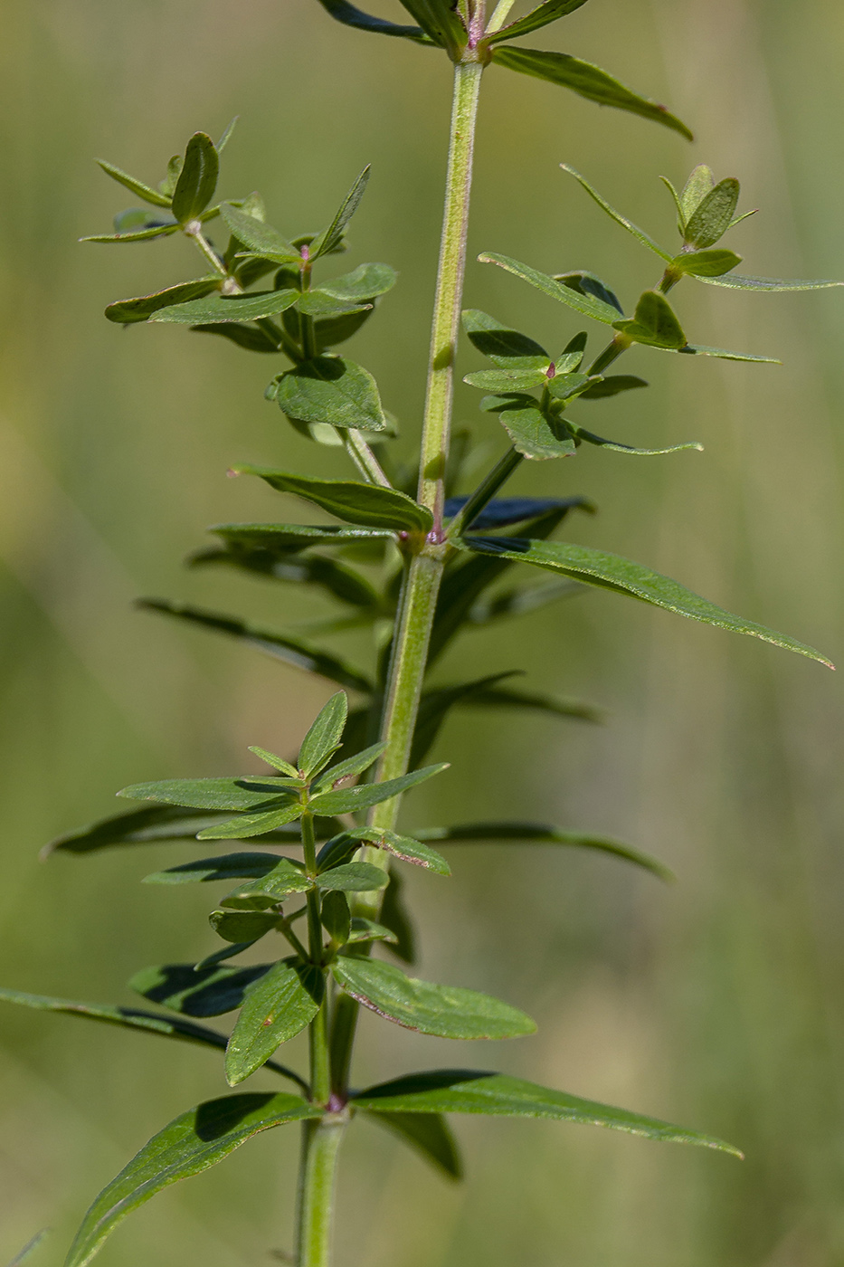 Изображение особи Galium boreale.