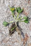 Ranunculus talassicus. Выкопанное цветущее растение. Узбекистан, Чаткальский хр., окр. перевала Даван (Турасай) близ Арашанских озёр, каменистый склон. 17.07.2020.