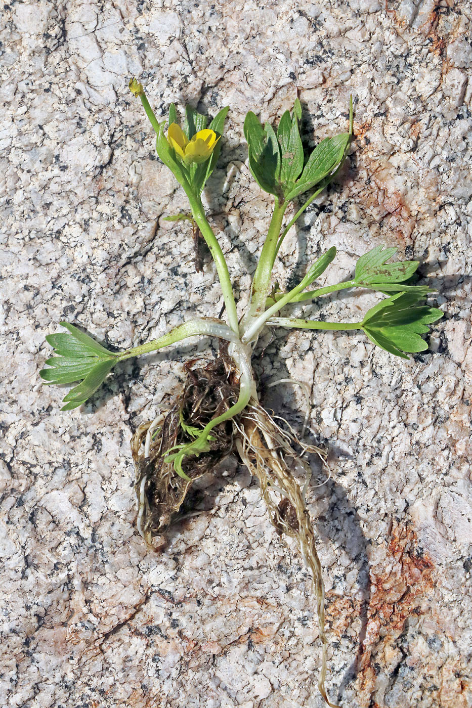 Image of Ranunculus talassicus specimen.