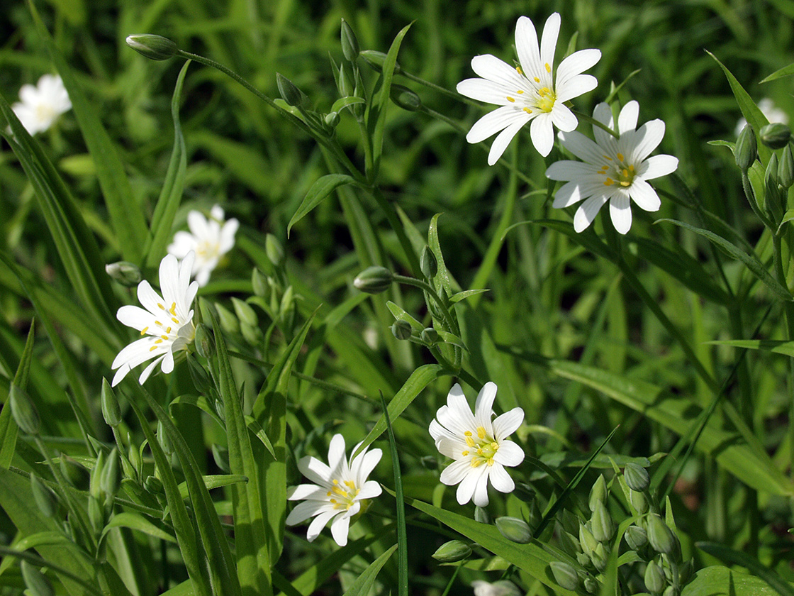 Image of Stellaria holostea specimen.