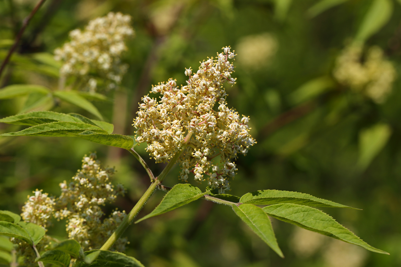 Image of Sambucus sibirica specimen.