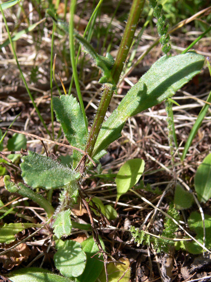 Image of Leucanthemum vulgare specimen.