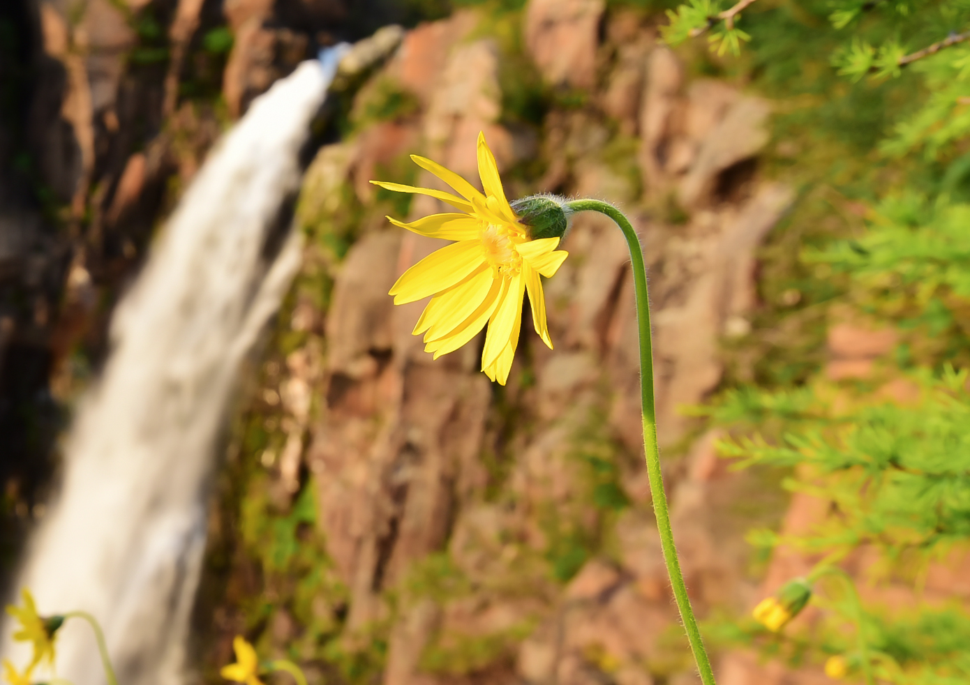 Image of Arnica frigida specimen.