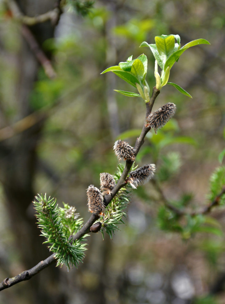 Image of Salix caprea specimen.